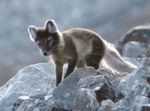 Mountain Fox